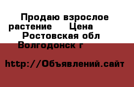Продаю взрослое растение.  › Цена ­ 800 - Ростовская обл., Волгодонск г.  »    